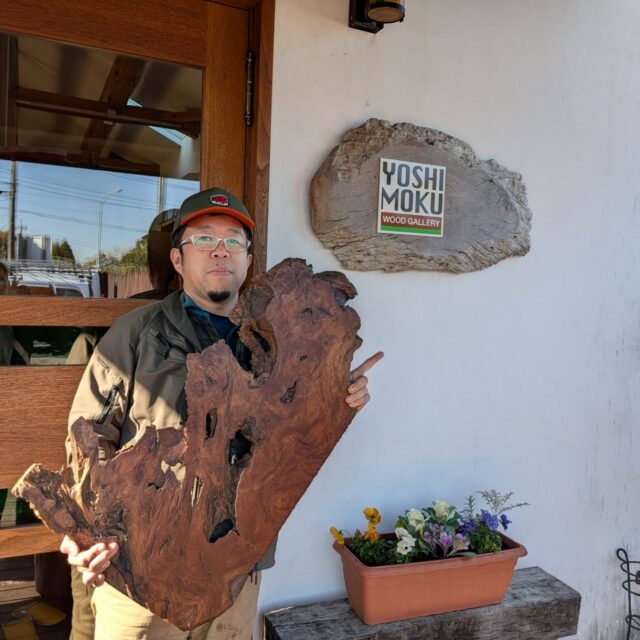 昨日、茂原市内に有る『ヨシモクさん』の敷地に有るwoodGallery　にて、飾り台を購入させて頂きました！＼(^o^)／　一目惚れしてしまい即購入決断しました！　ヨシモクさんの会長にお聞きした所、長柄町で、昔　木挽さん達が挽いた樹齢800年の欅の根っこだそうです！　形の荒々しさから生命を感じ惹き寄せられてしまいました（笑）　どの面から見ても表情が違い飾り方も幾通りも。
しかし、置く場所は決めてました。

そしたら、地窓の枠にシンデレラフィット！
来るべくして、出会った飾り台！

他にも、woodGalleryの中は、目移りする程、照明や、時計、１枚板や家具、まな板から小物の一点一点まで木の個性を活かしたモノづくりもされており、見ていて飽きません（笑）、是非一度　足を運んで見て下さいませ！　木が好きな人には後悔させません（笑）　私は以前に玄関に有る木製の照明器具も買わせて頂きまして、お気に入りです♫

是非、woodGalleryヨシモクへ！